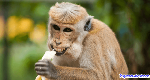 animal ape banana 321552 1 1200x675 1 310x165 - Khi tóc vàng "đánh võng"